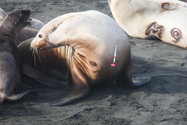 Sea lion female with a flying syringe