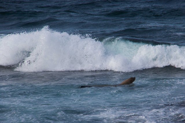 Tagged sea lion female went searching for food