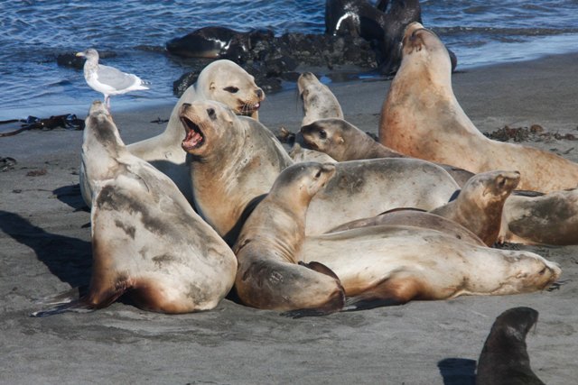 Sea lion females are too close to water
