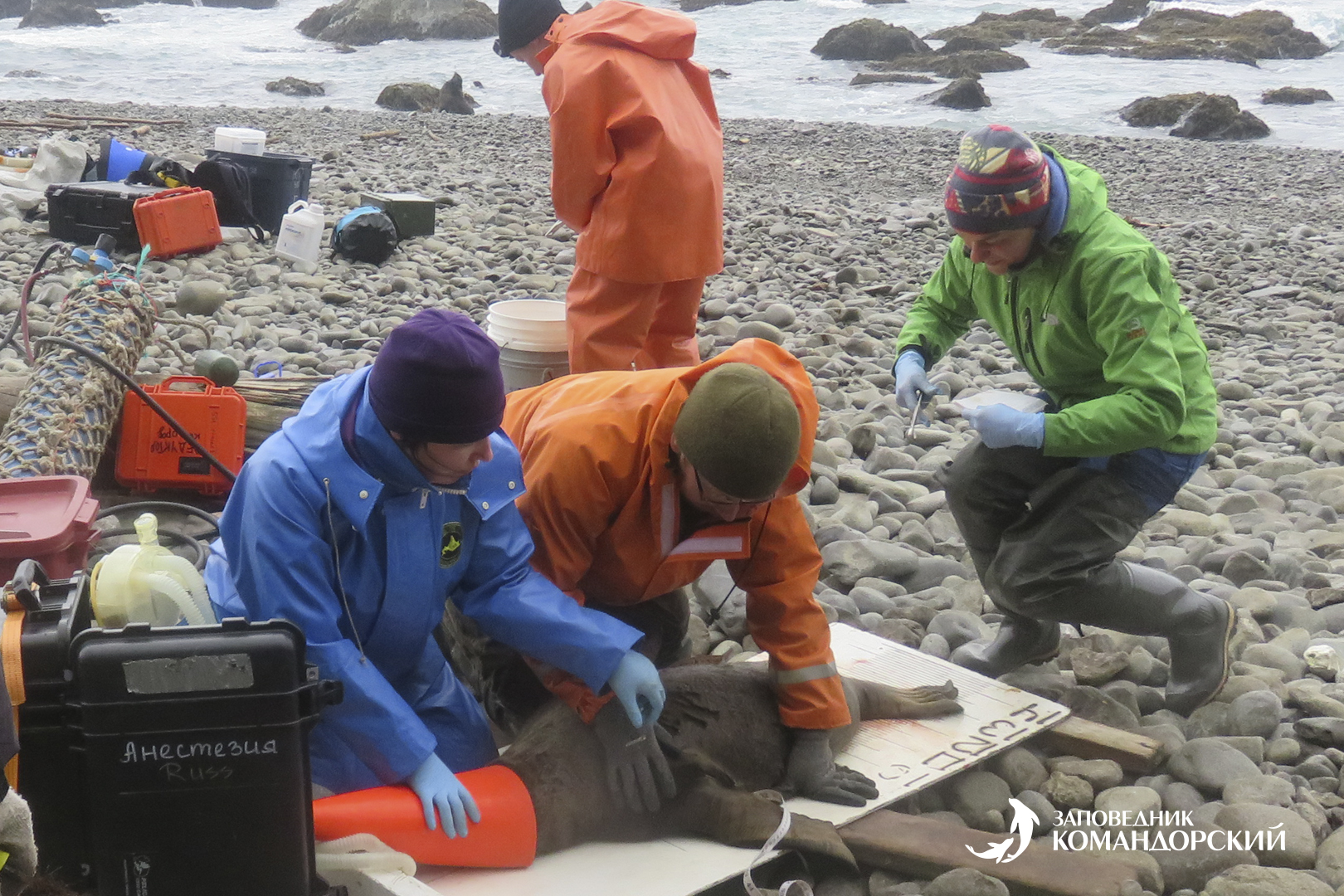 Подготовка северного морского льва к таврению с применением газовой анестезии