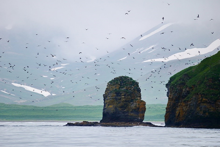 Along the coasts of the Commander Islands there are dozens of sea stacks. Photo by Eugene Mamaev