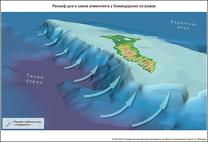 The bottom configuration of the Commander islands and the upwelling scheme